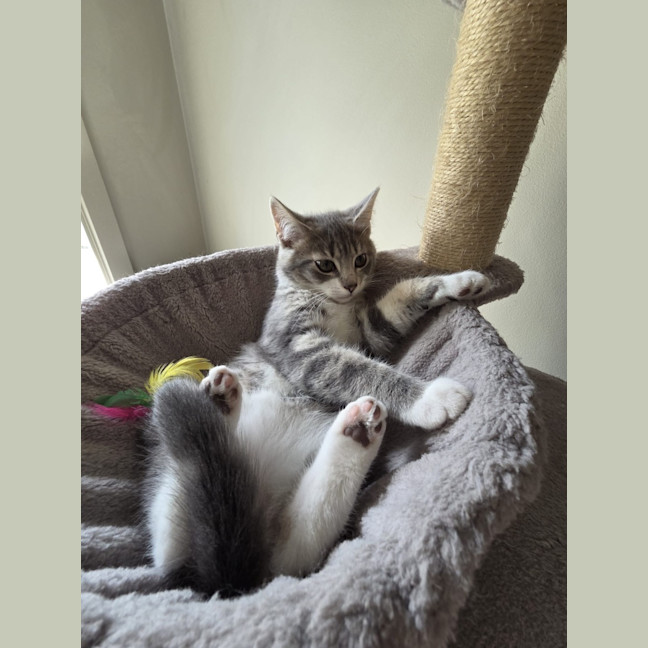 Photo of Paprika
