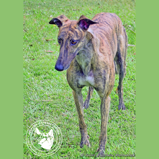 Photo of Rizzo (Racing Name Muppet Central)