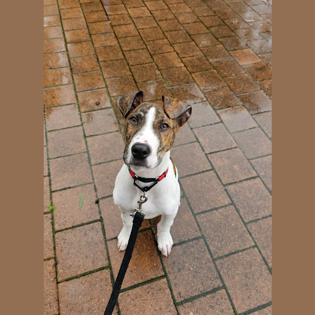 Photo of Milo