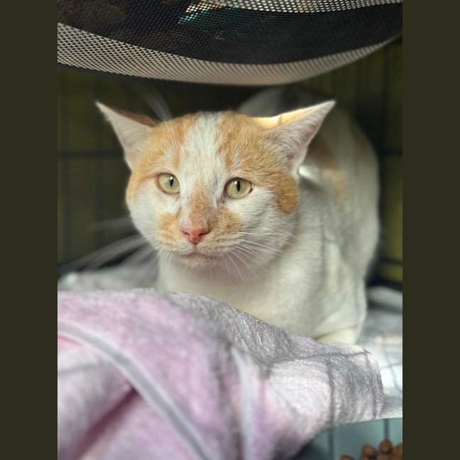 Photo of Biscuit