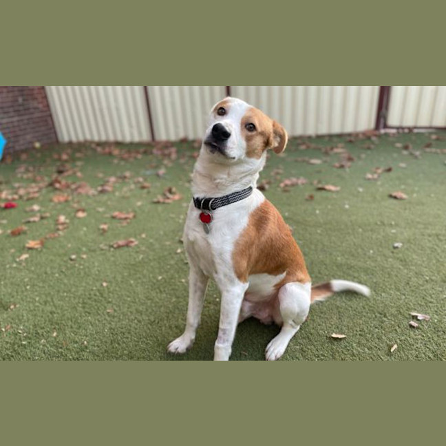 Photo of Cooper