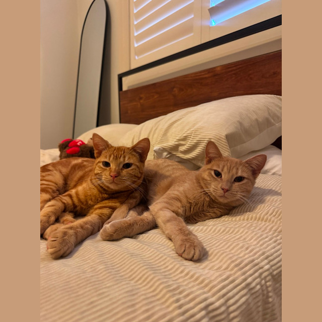 Photo of Tigger