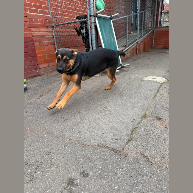 Photo of Tanzy