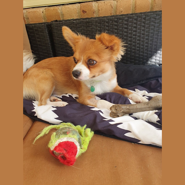 Photo of Tucker