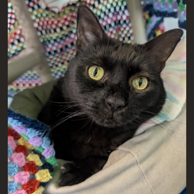 Photo of The Great Leviathan