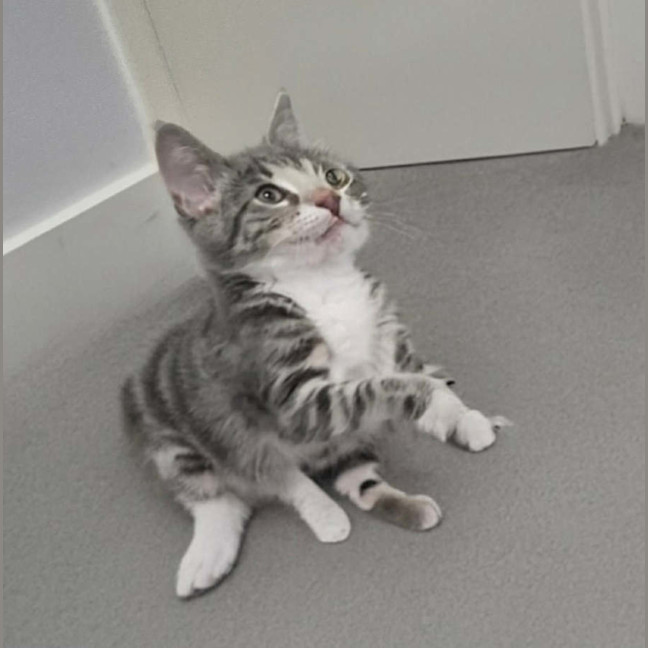 Photo of Lulu