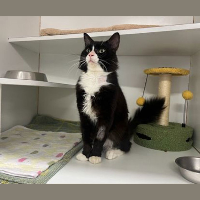 Photo of Binx