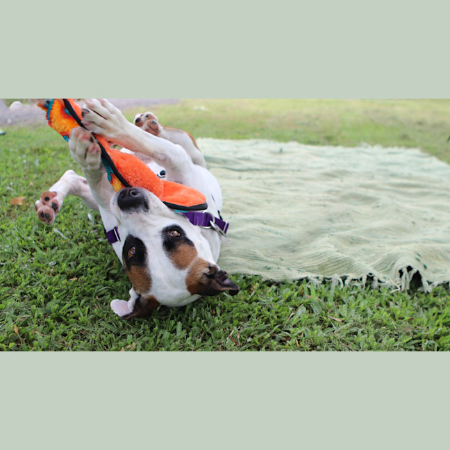 Photo of Maxie