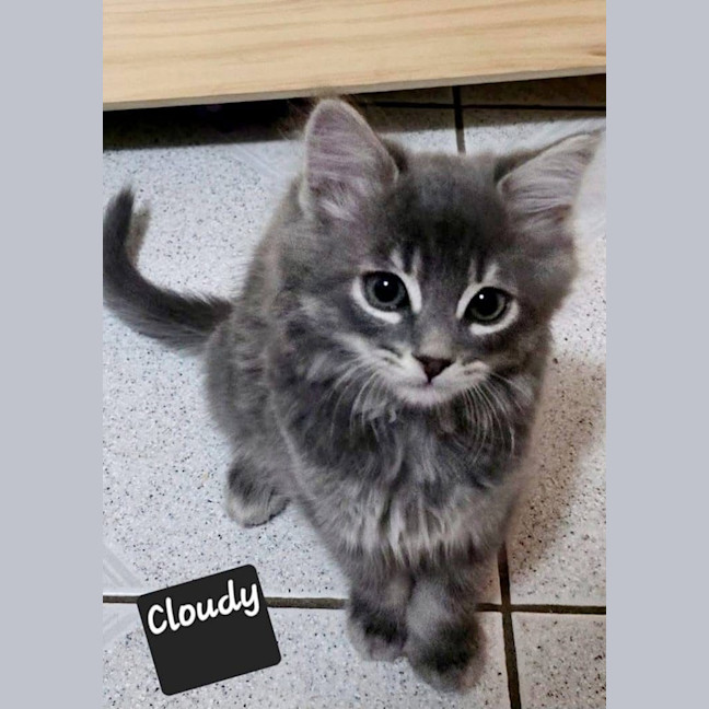 Photo of Cloudy