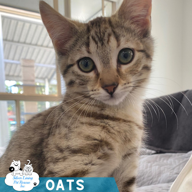 Photo of Oats