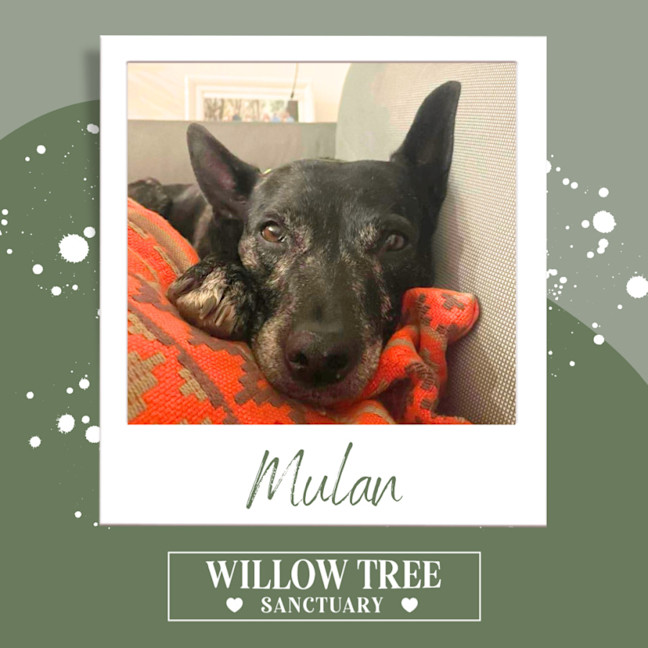 Photo of Mulan