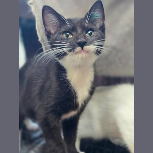 Photo of Lance