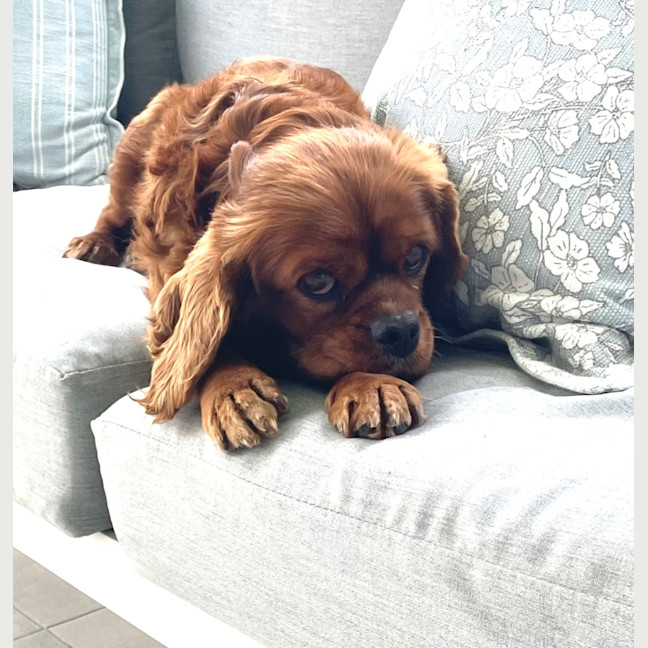 Photo of Lilly 