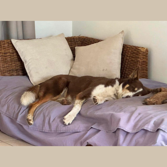 Photo of Tippy & Coco