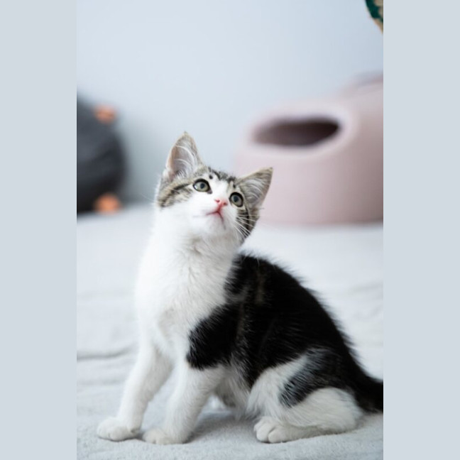 Photo of Waffles