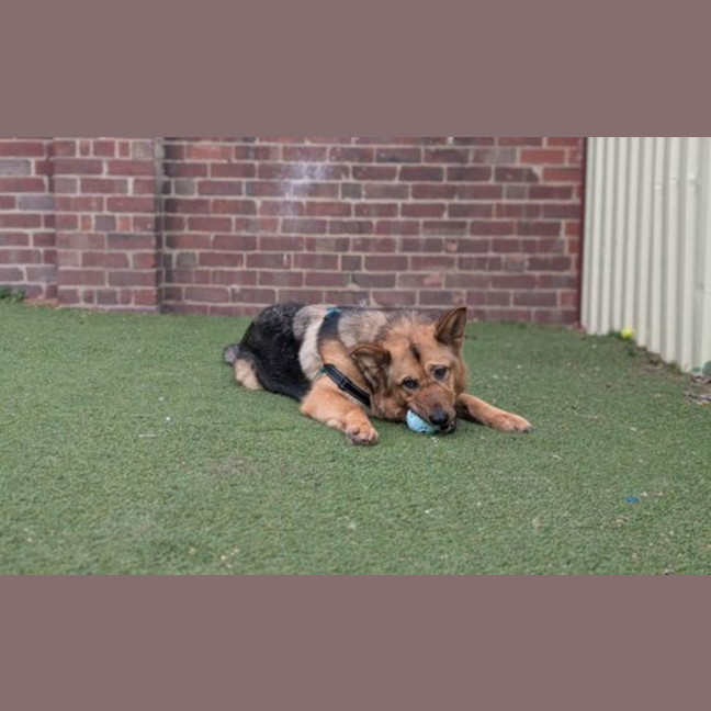 Photo of Roxy 
