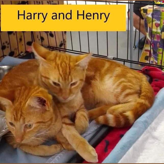 Photo of Harry And Henry