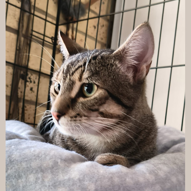 Photo of Niblet
