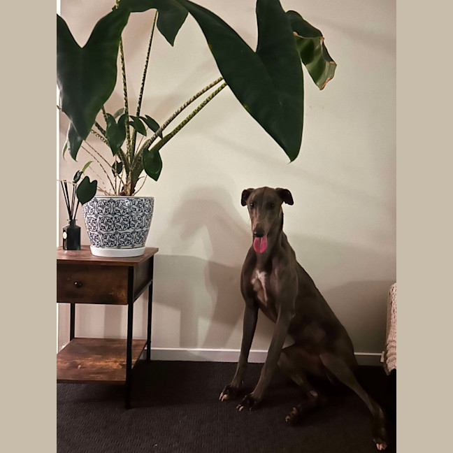 Photo of Juno The Greyhound 