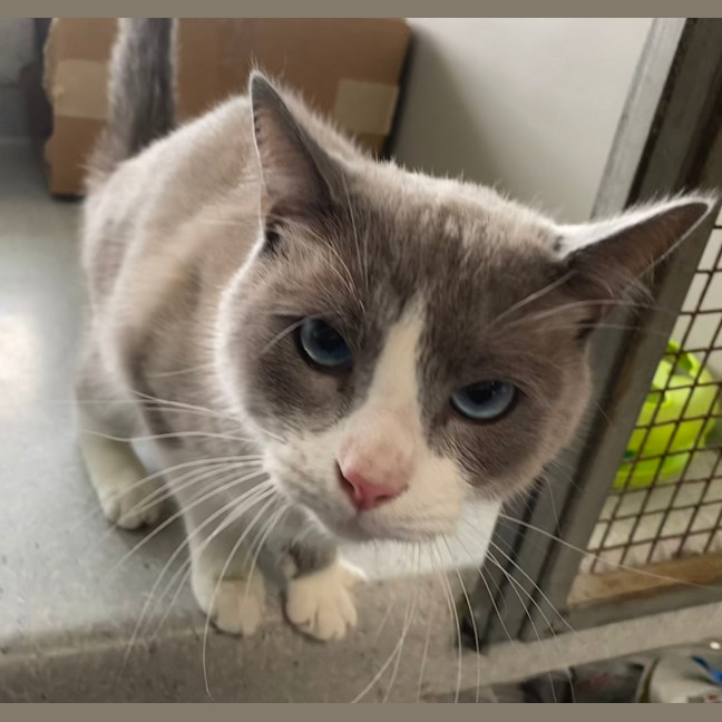 Photo of Cosmo