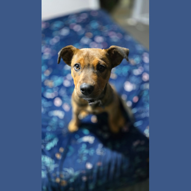 Photo of Yankee 