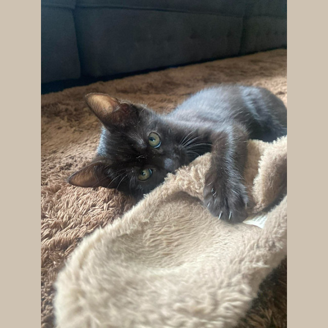 Photo of Zorro