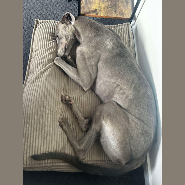 Photo of Juno The Greyhound 