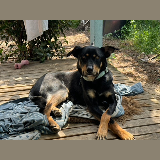 Photo of Alfalfa (Alfie)