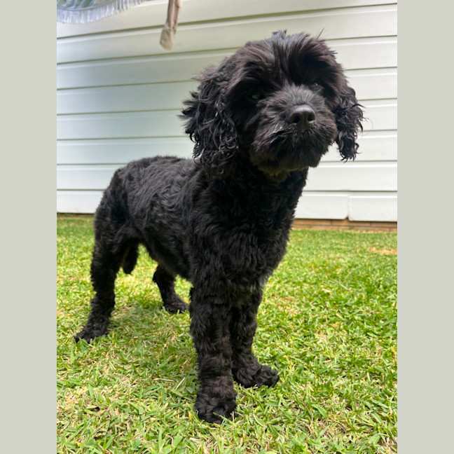 Photo of Chase   10 Month Old Cavoodle