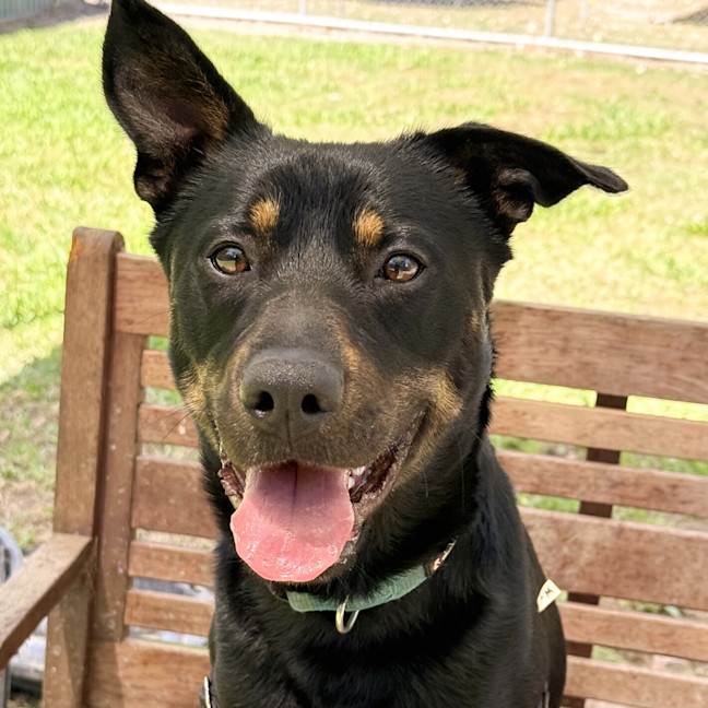 Photo of Buddy