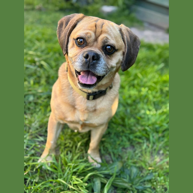 Photo of Pebbles 