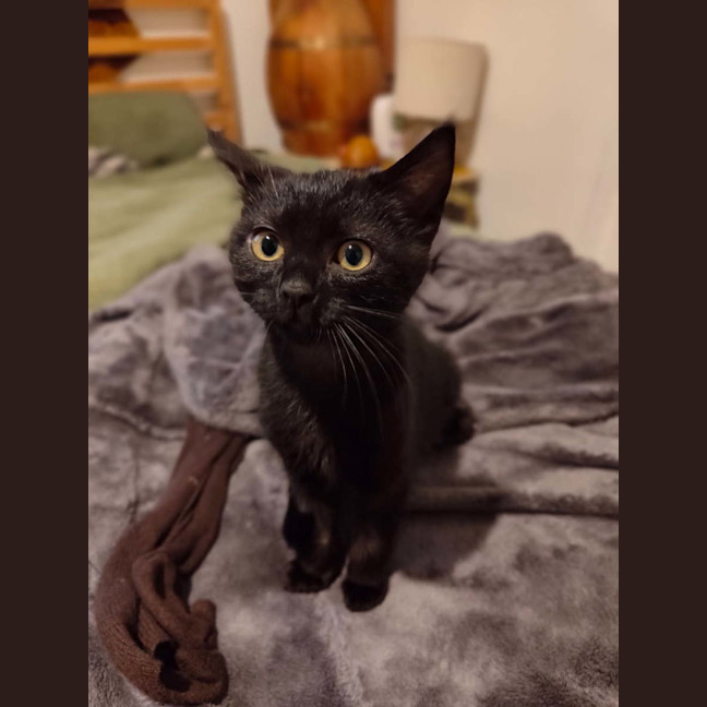 Photo of Night Fury Jr 