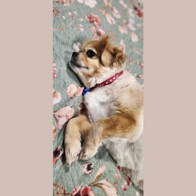 Photo of Pebbles   10 Year Old Tibetan Spaniel