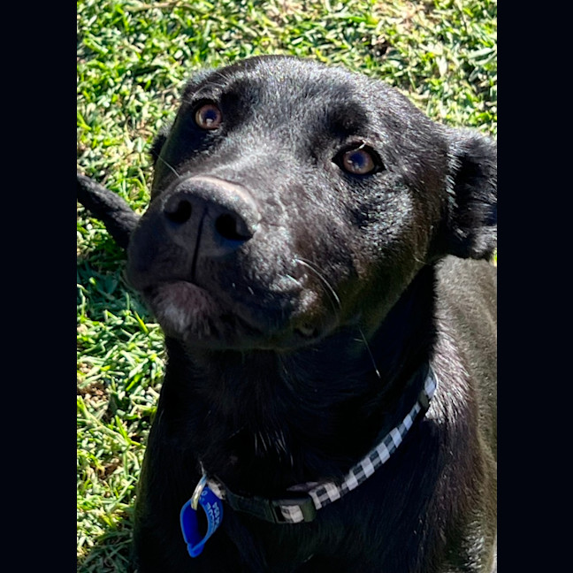 Photo of Prince William   5 Month Old Kelpie X