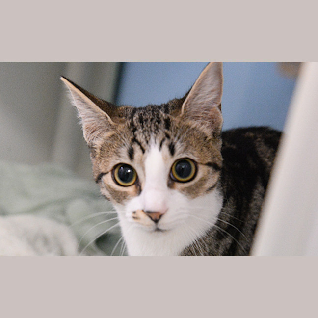 Photo of Miso