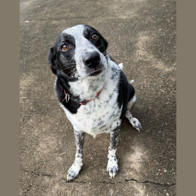Photo of Willow