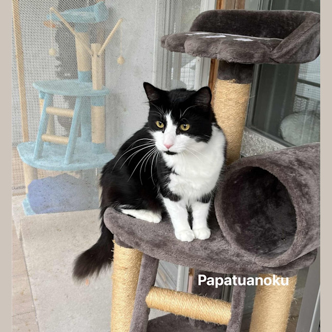 Photo of Papatuanoku