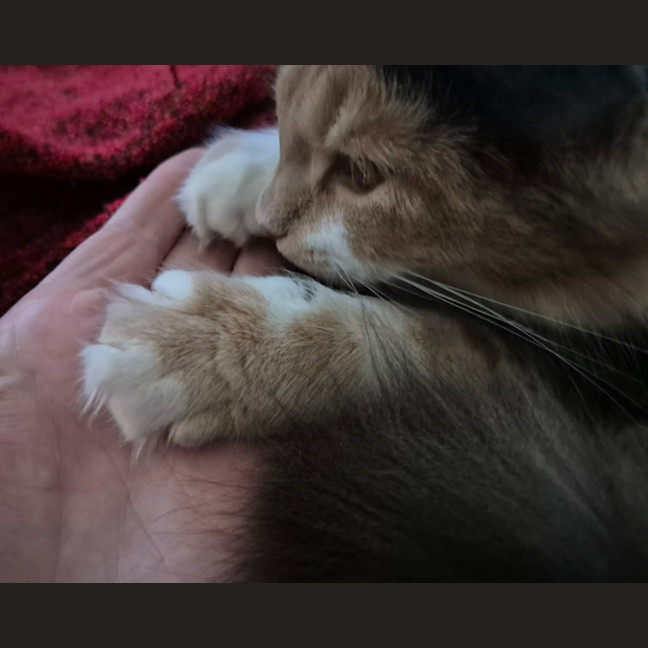 Photo of Scarlet