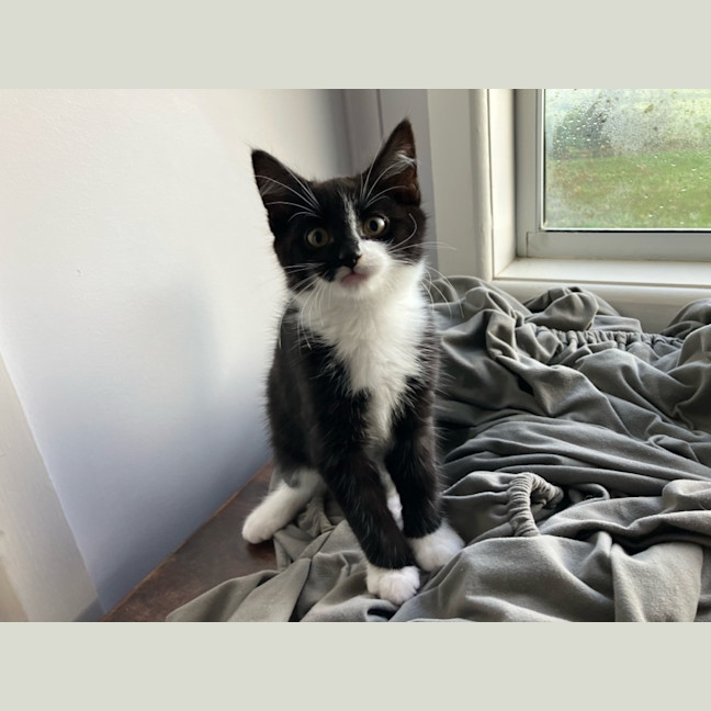 Photo of Scout