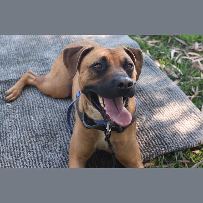 Photo of Digger