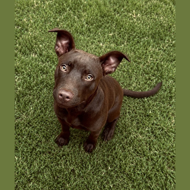 Photo of Pookie