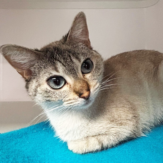 Photo of Shadow Sua014293