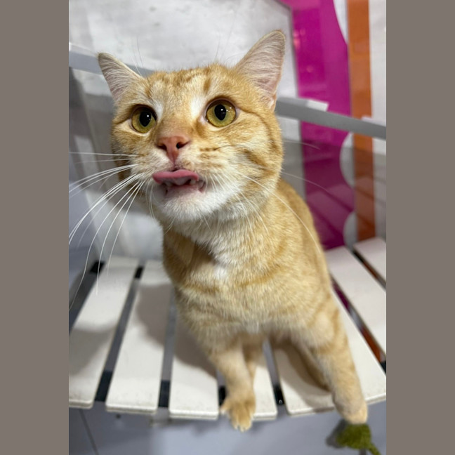 Photo of Pumpkin Sam