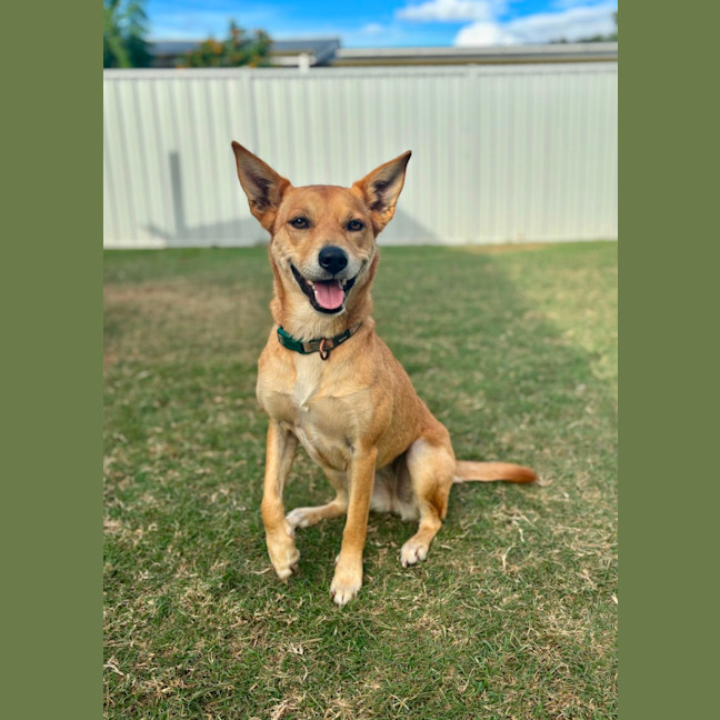 Photo of Frankie