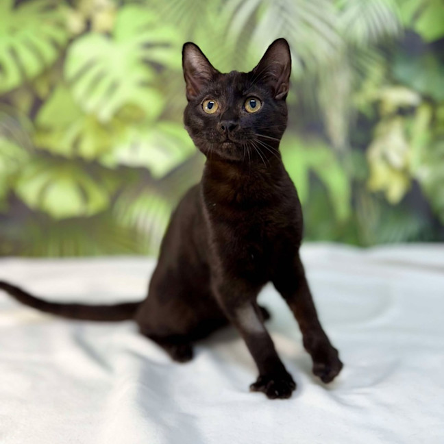 Photo of Java   Located In Surrey Hills