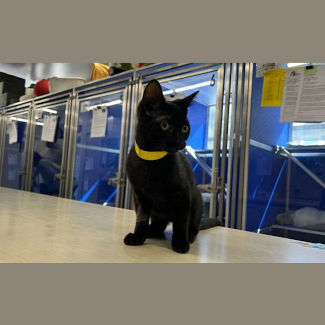 Photo of Tails