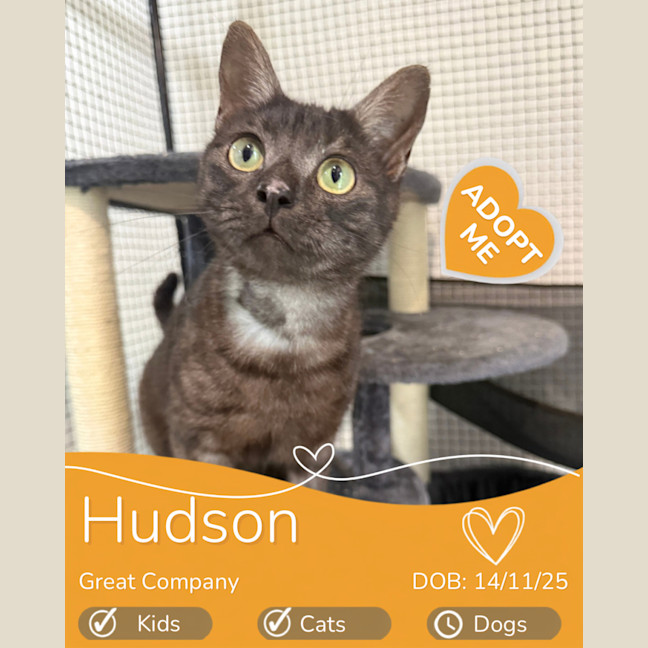 Photo of Hudson