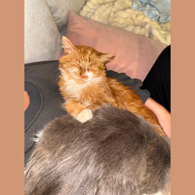 Photo of Sunny The Cuddle Champion