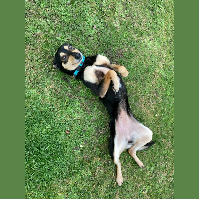 Photo of Toxi