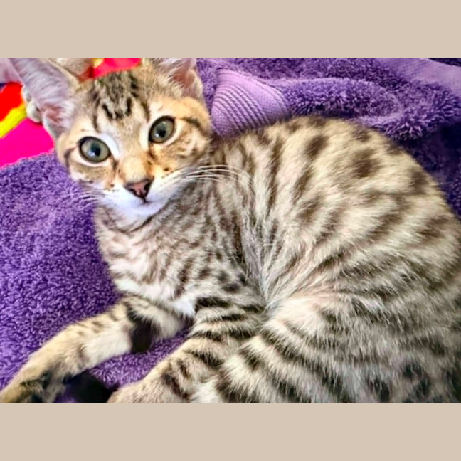 Photo of Sprinkle 